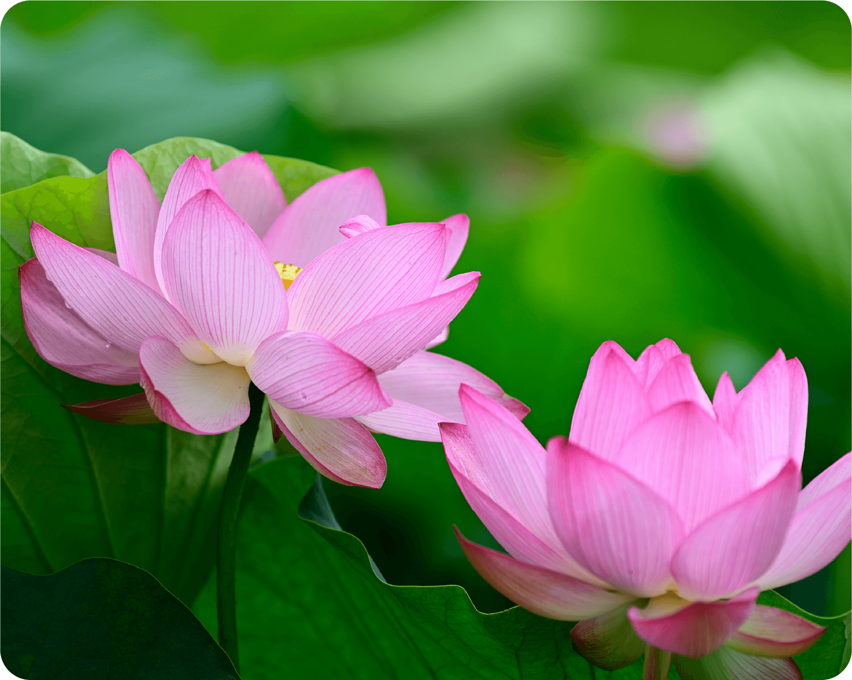 ケアプランれんげについて。蓮の花をモチーフにした介護支援事業所のコンセプト画像